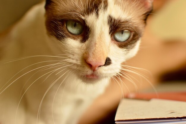 Foto retrato de un gato en primer plano