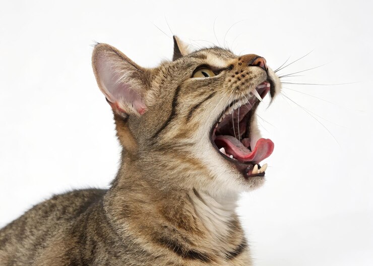 Retrato de un gato que bosteza