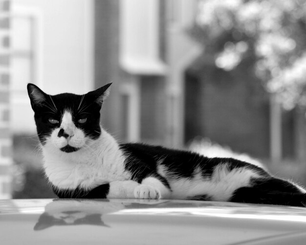 Foto retrato de un gato que mira hacia otro lado