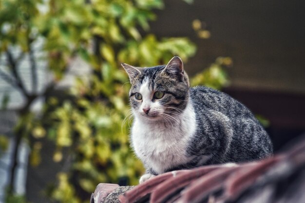 Retrato de un gato que mira hacia otro lado