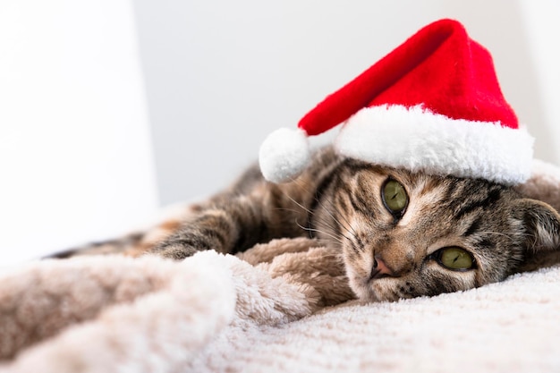 Retrato de un gato rayado doméstico con ojos verdes en un primer plano de un sombrero rojo de santa Una mascota yace sobre una manta con un disfraz de Navidad