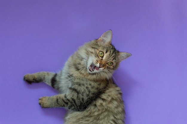 Retrato de un gato rayado gris acostado sobre un fondo púrpura El concepto de mascotas Una mascota perezosa y divertida un espacio en blanco para la venta de carteles publicitarios clínica veterinaria Espacio para copiar