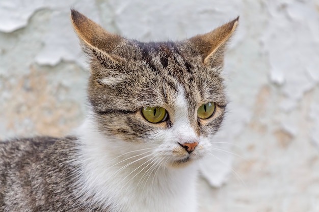 Retrato de un gato rayado con manchas blancas en la pared blanca agrietada