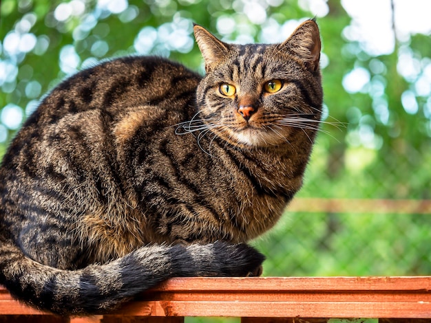 Retrato de un gato rayado