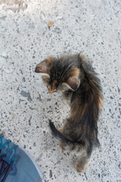 Retrato de un gato a rayas, un gato sin hogar en la calle.