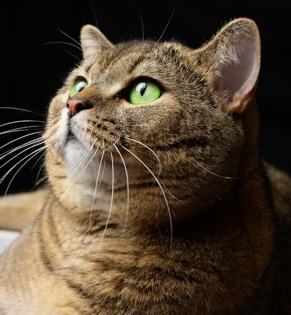 Retrato de un gato recto escocés adulto