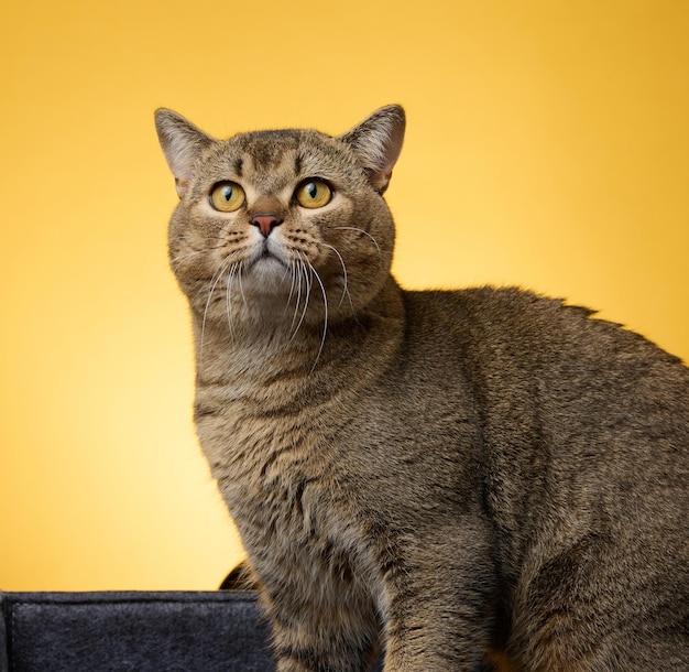 Retrato de un gato recto escocés gris adulto sobre un fondo amarillo