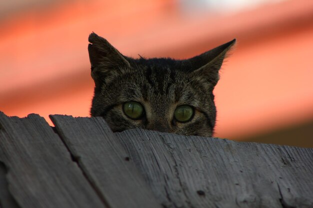 Retrato de un gato relajándose al aire libre