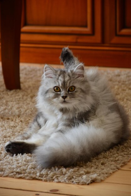 Foto retrato de un gato relajándose en una alfombra en casa