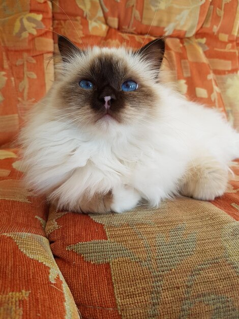 Foto retrato de un gato relajándose en casa