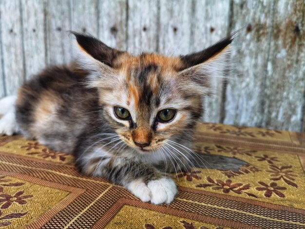 Retrato de un gato relajándose en casa