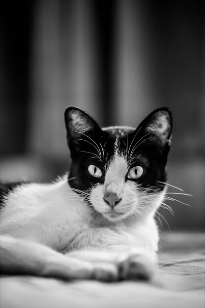 Foto retrato de un gato relajándose en casa