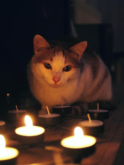 Retrato de un gato relajándose frente a las velas encendidas de té por la noche