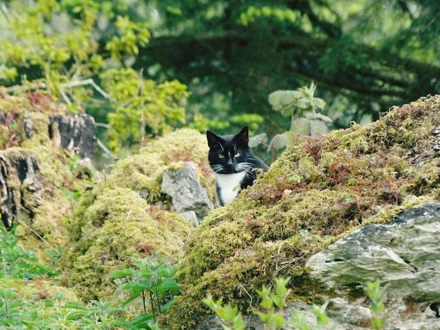 Foto retrato de gato en las rocas