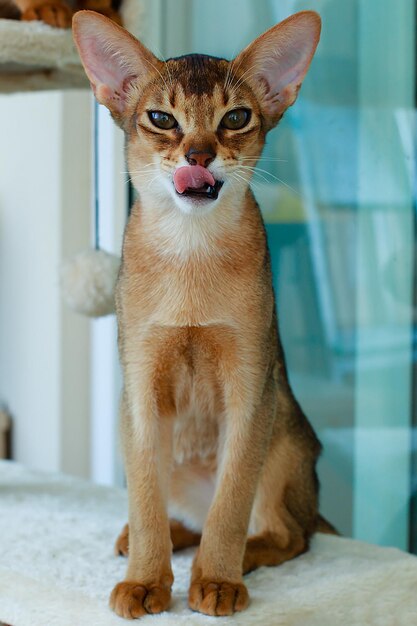 El retrato del gato rojo abisinio