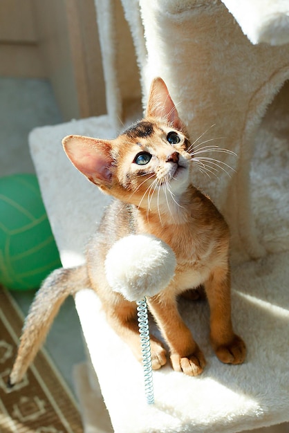 El retrato del gato rojo abisinio