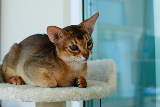 El retrato del gato rojo abisinio