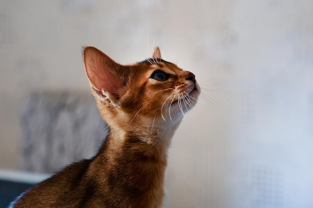 El retrato del gato rojo abisinio