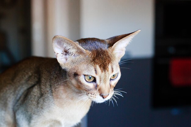 El retrato del gato rojo abisinio