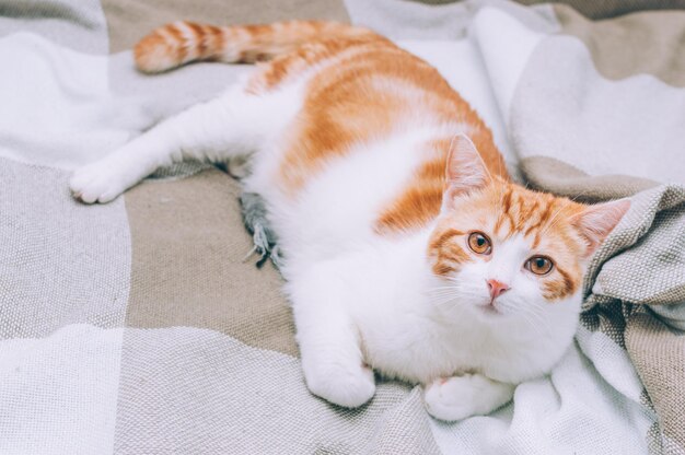 Retrato de un gato rojo acostado en una cama