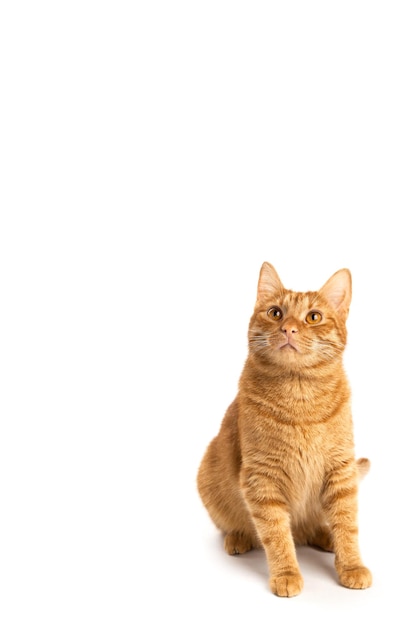 Retrato de gato rojo aislado sobre fondo blanco con espacio para texto Gato busca espacio de copia