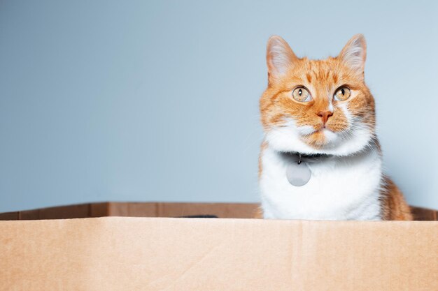 Retrato de gato rojo y blanco sentado en la caja de cartón esperando juegos