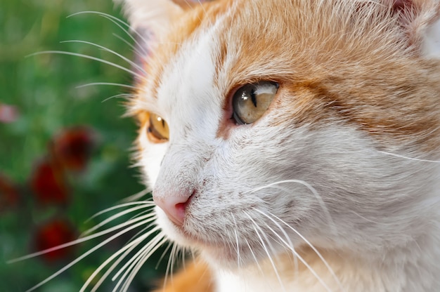 Retrato de un gato rojo y blanco