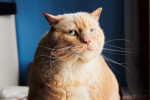 Retrato de un gato rojo gordo grande