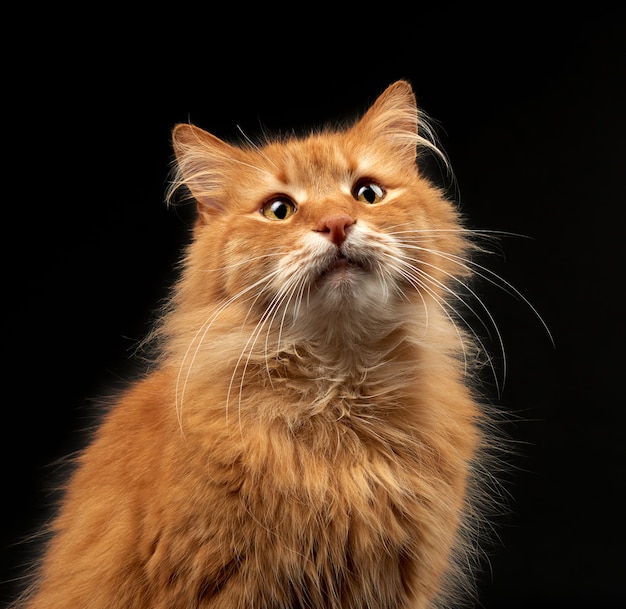 Retrato de un gato rojo jengibre adulto con grandes bigotes blancos