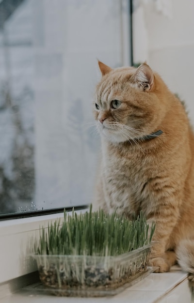 Retrato de un gato rojo sentado en el alféizar de la ventana