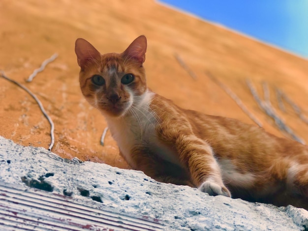 Foto retrato de un gato rojo