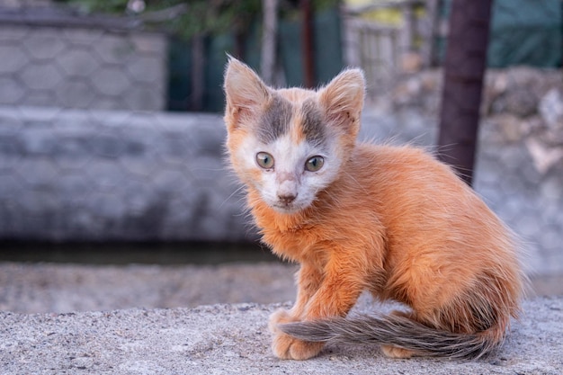 Retrato de un gato rojo