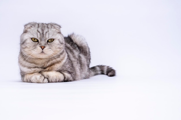 Retrato Gato Scottish Fold de raça pura em um fundo branco com espaço de cópia Banner com lugar para texto Loja de animais Fundo cinza Animais fofos