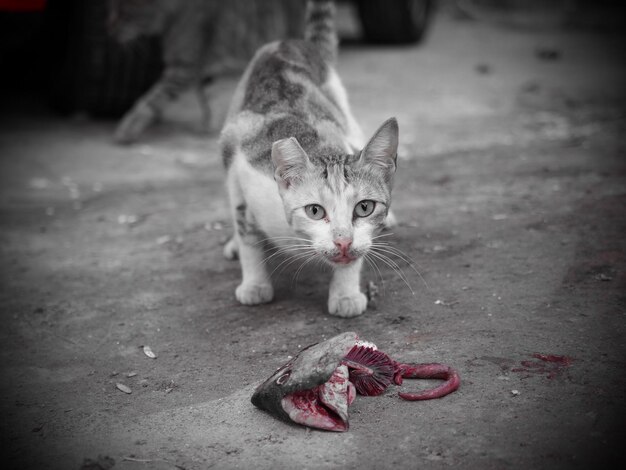 Foto retrato de un gato en el sendero