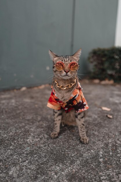 Foto retrato de un gato en un sendero