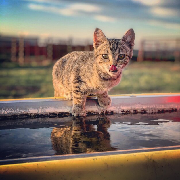 Retrato de un gato sentado en el agua