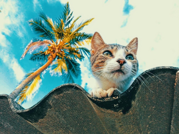 Retrato de un gato sentado al aire libre