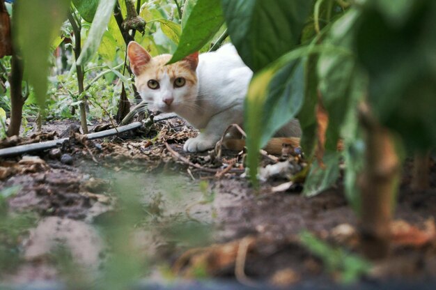 Retrato de un gato sentado al aire libre