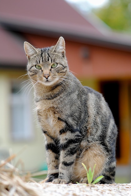 Foto retrato de un gato sentado al aire libre