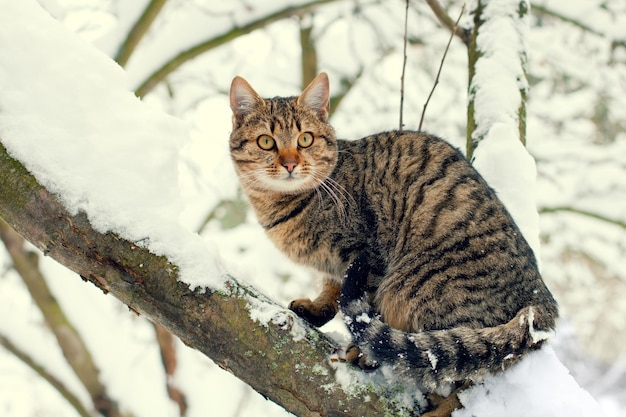 Retrato del gato sentado en el árbol cubierto de nieve en el bosque