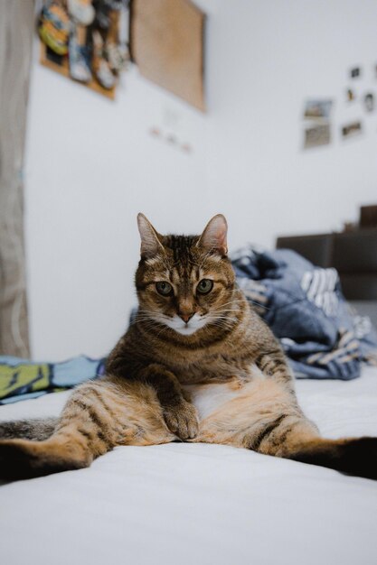 Foto retrato de un gato sentado en la cama en casa