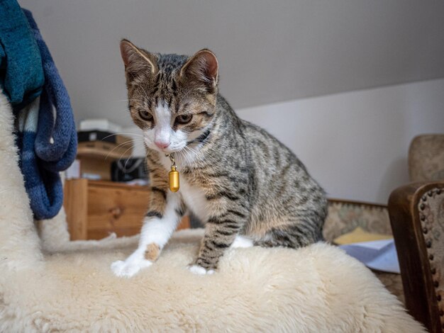 Foto retrato de un gato sentado en la cama en casa