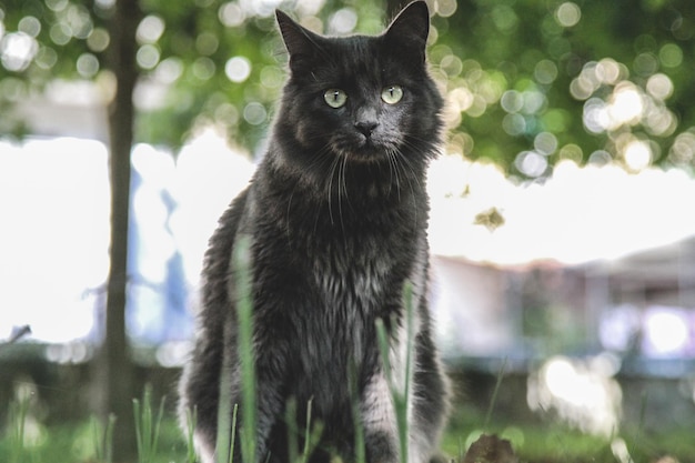 Retrato de un gato sentado en el campo