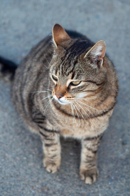 retrato de un gato sentado en la carretera