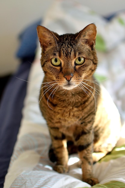 Foto retrato de un gato sentado en casa