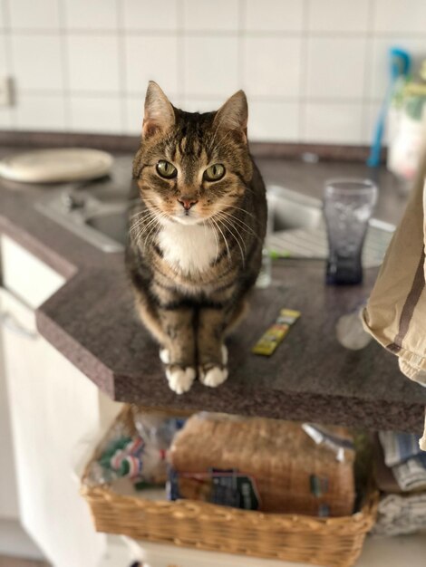 Foto retrato de un gato sentado en casa