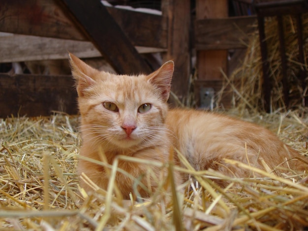 Foto retrato de un gato sentado en el césped