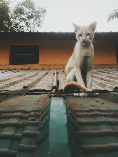 Foto retrato de un gato sentado contra el cielo