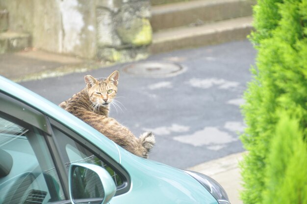 Foto retrato de un gato sentado junto al coche