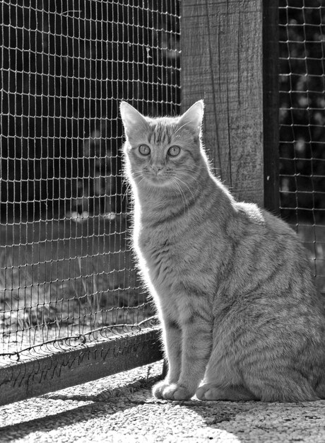 Retrato de un gato sentado junto a una valla